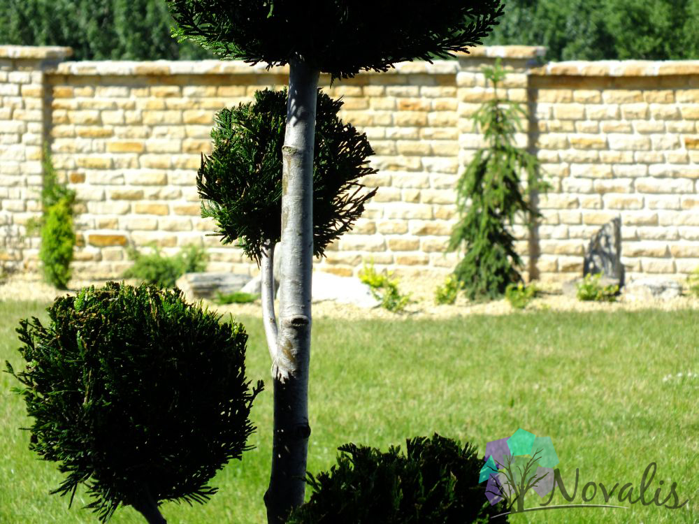 Ogród w piaskowym żwirze