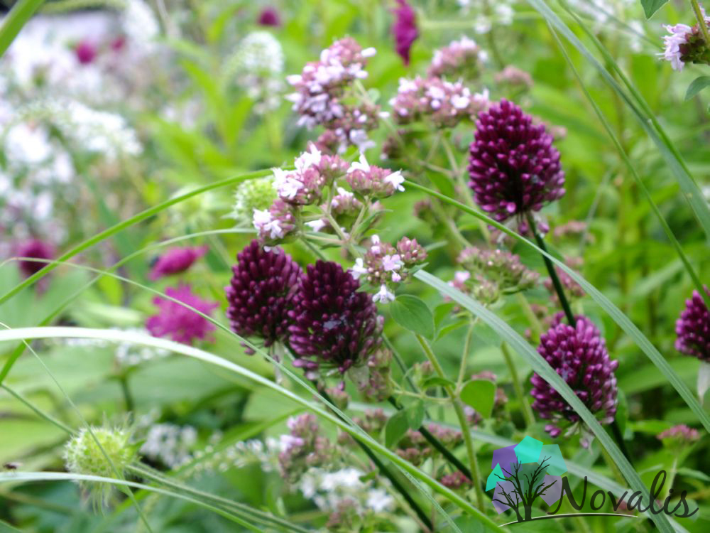 Rabata naturalistyczna